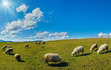 Sheep herd on plateau
