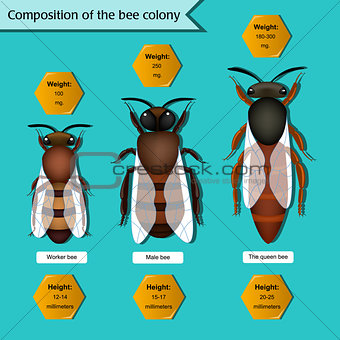 informative poster on the composition of the bee colony