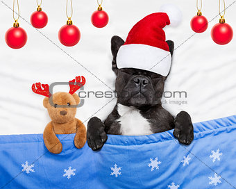 christmas dog with teddy bear sleeping