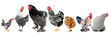 group of  chicken