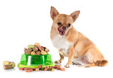 dry pet food and fat chihuahua