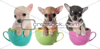 puppies chihuahua in bowl
