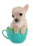 puppy chihuahua in bowl