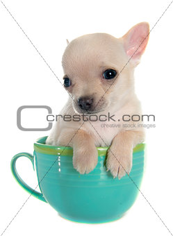 puppy chihuahua in bowl