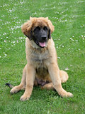 The portrait of Leonberger on a green grass lawn