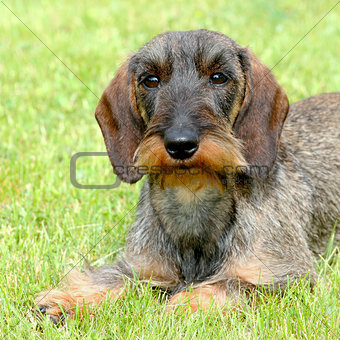 The portrait of Dachshund Wire-haired dog