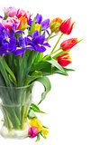 spring tulips and irises