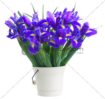 spring blue irises