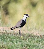 Spur winged plover stood in grass