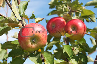 Red apples hanging on a branch