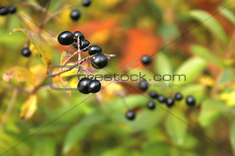 Berries of Common Privet in autumn