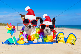 couple of dogs on christmas summer vacation
