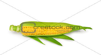 single an ear of corn isolated. Clipping Path
