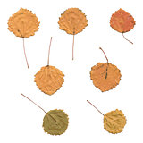 Autumn birch or Betula, aspen or Populus tremula leaves