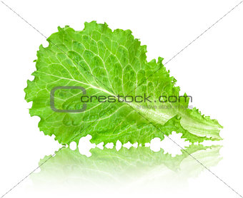 leaf lettuce with reflection isolated on white background