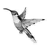 vector hand drawn colibri