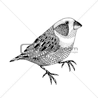 vector abstract hand drawn small bird 