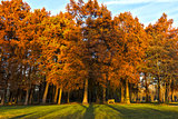 Autumn colors at the park