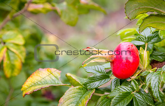 Dogrose bush with red fruits