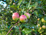 Three apples on tree