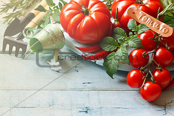 Kitchen garden tomatoes.