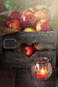 Fresh harvest of apples. 