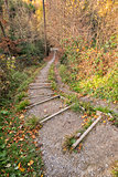 Stairs fitness trail in forest