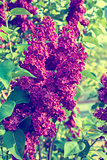 Lilac flowers branch