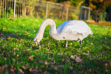 swan in park