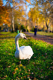 swan in park