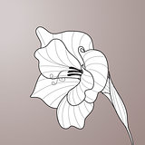 Flower gladiolus. Contour graphic art