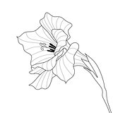 Flower gladiolus. Contour graphic art