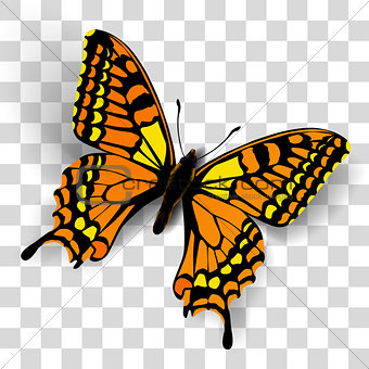 Realistic butterfly on transparent background