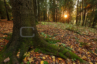 Sunset in the forest, the tree in the foreground