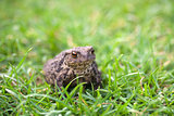 Toad in amongst green grass