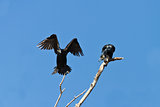 cormorants (phalacrocorax carbo)