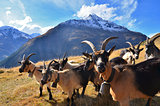 herd of goats in the mountains