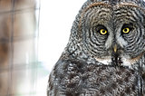 Owl on Cage Background