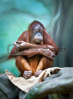 Female orangutan portrait