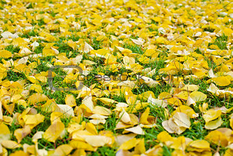 Autumn fallen leaves