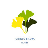 Ginkgo biloba stylizes leaves