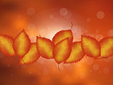 Vector leaf background