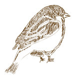 Vector hand drawn bird