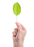 Green leaf in hand 