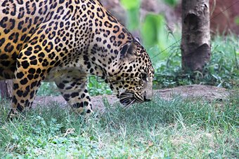 Hyderabad Zoo