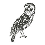 Hand Drawn Owl