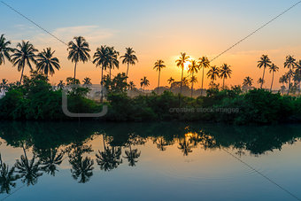 rows of palm trees reflected in a lake at dawn