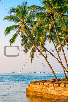 lush coconut palms on the shore of the Indian Ocean