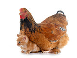 brahma chicken and kitten