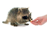 young raccoon eating